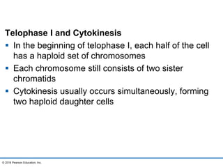 Telophase I and Cytokinesis
 In the beginning of telophase I, each half of the cell
has a haploid set of chromosomes
 Each chromosome still consists of two sister
chromatids
 Cytokinesis usually occurs simultaneously, forming
two haploid daughter cells
© 2016 Pearson Education, Inc.
 