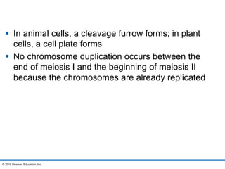  In animal cells, a cleavage furrow forms; in plant
cells, a cell plate forms
 No chromosome duplication occurs between the
end of meiosis I and the beginning of meiosis II
because the chromosomes are already replicated
© 2016 Pearson Education, Inc.
 