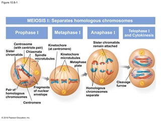 Figure 10.8-1
© 2016 Pearson Education, Inc.
MEIOSIS I: Separates homologous chromosomes
Prophase I Metaphase I Anaphase I
Sister chromatids
remain attached
Telophase I
and Cytokinesis
Centrosome
(with centriole pair)
Kinetochore
(at centromere)
Sister
chromatids
Chiasmata
Kinetochore
microtubules
Spindle
microtubules
Metaphase
plate
Pair of
homologous
chromosomes
Fragments
of nuclear
envelope
Homologous
chromosomes
separate
Cleavage
furrow
Centromere
 