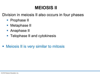 Division in meiosis II also occurs in four phases
 Prophase II
 Metaphase II
 Anaphase II
 Telophase II and cytokinesis
 Meiosis II is very similar to mitosis
© 2016 Pearson Education, Inc.
MEIOSIS II
 