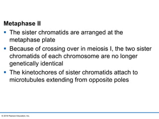 Metaphase II
 The sister chromatids are arranged at the
metaphase plate
 Because of crossing over in meiosis I, the two sister
chromatids of each chromosome are no longer
genetically identical
 The kinetochores of sister chromatids attach to
microtubules extending from opposite poles
© 2016 Pearson Education, Inc.
 