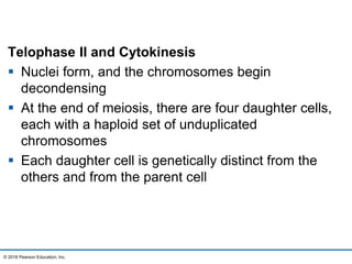 Telophase II and Cytokinesis
 Nuclei form, and the chromosomes begin
decondensing
 At the end of meiosis, there are four daughter cells,
each with a haploid set of unduplicated
chromosomes
 Each daughter cell is genetically distinct from the
others and from the parent cell
© 2016 Pearson Education, Inc.
 