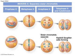 Figure 10.8-2
© 2016 Pearson Education, Inc.
MEIOSIS II: Separates sister chromatids
Prophase II Metaphase II Anaphase II Telophase II
and Cytokinesis
Sister chromatids
separate Haploid daughter
cells forming
 