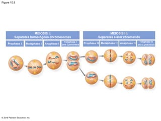 Figure 10.8
© 2016 Pearson Education, Inc.
MEIOSIS I:
Separates homologous chromosomes
Prophase I Metaphase I Anaphase I
Telophase I
and Cytokinesis
MEIOSIS II:
Separates sister chromatids
Prophase II
Telophase II
and Cytokinesis
Metaphase II Anaphase II
 