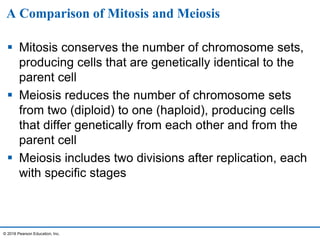 A Comparison of Mitosis and Meiosis
 Mitosis conserves the number of chromosome sets,
producing cells that are genetically identical to the
parent cell
 Meiosis reduces the number of chromosome sets
from two (diploid) to one (haploid), producing cells
that differ genetically from each other and from the
parent cell
 Meiosis includes two divisions after replication, each
with specific stages
© 2016 Pearson Education, Inc.
 