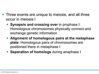  Three events are unique to meiosis, and all three
occur in meiosis l
 Synapsis and crossing over in prophase I:
Homologous chromosomes physically connect and
exchange genetic information
 Alignment of homologous pairs at the metaphase
plate: Homologous pairs of chromosomes are
positioned there in metaphase I
 Separation of homologs during anaphase I
© 2016 Pearson Education, Inc.
 
