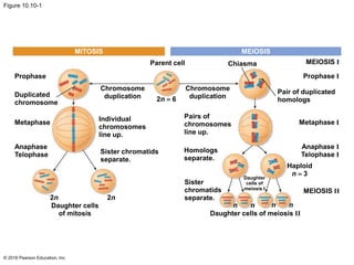 Figure 10.10-1
© 2016 Pearson Education, Inc.
MITOSIS
Parent cell
Prophase
Duplicated
chromosome
Metaphase
Chromosome
duplication
Individual
chromosomes
line up.
Sister chromatids
separate.
2n  6
Chromosome
duplication
Pairs of
chromosomes
line up.
Homologs
separate.
MEIOSIS
Chiasma MEIOSIS I
Prophase I
Pair of duplicated
homologs
Metaphase I
Anaphase I
Telophase I
Daughter
cells of
meiosis I
Anaphase
Telophase
Haploid
n  3
MEIOSIS II
2n
Daughter cells
of mitosis
2n
Sister
chromatids
separate.
n nnn
Daughter cells of meiosis II
 