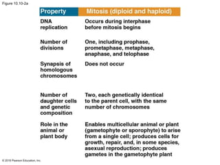 Figure 10.10-2a
© 2016 Pearson Education, Inc.
 