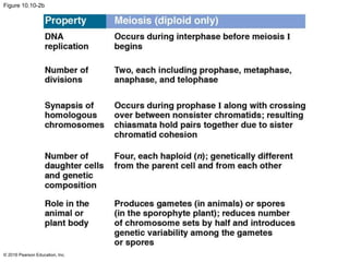 Figure 10.10-2b
© 2016 Pearson Education, Inc.
 