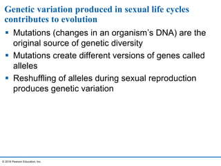 Genetic variation produced in sexual life cycles
contributes to evolution
 Mutations (changes in an organism’s DNA) are the
original source of genetic diversity
 Mutations create different versions of genes called
alleles
 Reshuffling of alleles during sexual reproduction
produces genetic variation
© 2016 Pearson Education, Inc.
 