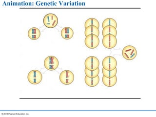 Animation: Genetic Variation
© 2016 Pearson Education, Inc.
 