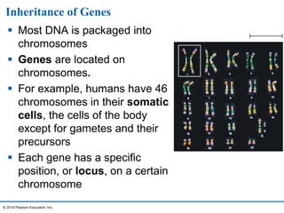 Inheritance of Genes
 Most DNA is packaged into
chromosomes
 Genes are located on
chromosomes.
 For example, humans have 46
chromosomes in their somatic
cells, the cells of the body
except for gametes and their
precursors
 Each gene has a specific
position, or locus, on a certain
chromosome
© 2016 Pearson Education, Inc.
 
