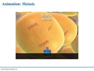 Animation: Meiosis
© 2016 Pearson Education, Inc.
 