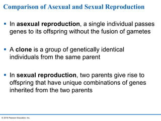 Comparison of Asexual and Sexual Reproduction
 In asexual reproduction, a single individual passes
genes to its offspring without the fusion of gametes
 A clone is a group of genetically identical
individuals from the same parent
 In sexual reproduction, two parents give rise to
offspring that have unique combinations of genes
inherited from the two parents
© 2016 Pearson Education, Inc.
 