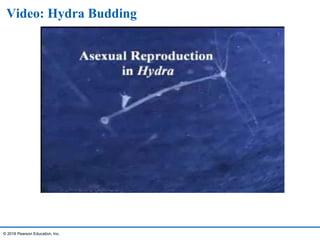 Video: Hydra Budding
© 2016 Pearson Education, Inc.
 