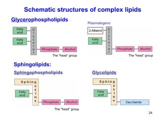 Schematic structures of complex lipids Glycolipids Sphingo phospholipids Plasmalogens Glycero phospholipids Sphingolipids: The  " head“ group The  " head“ group The  " head“ group 