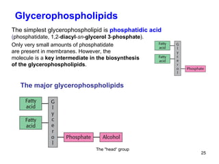 The major glycerophospholipids The  " head“ group The simplest glycerophospholipid is  phosphatidic acid   ( phosphatidate, 1,2- diacyl - sn - glycerol 3 - phosphate ). Only very small amounts of phosphatidate are present in membranes. However, the molecule is a  key intermediate in the biosynthesis of the glycerophospholipids .  Glycerophospholipids 