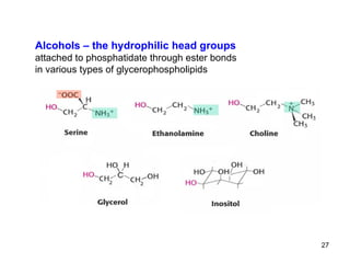 Alcohols – the hydrophilic head groups attached to phosphatidate through ester bonds in various types of glycerophospholipids 