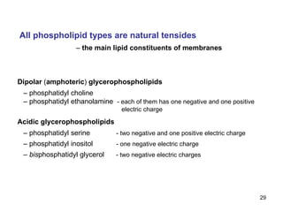 All phospholipid types are natural tensides –   the main lipid constituents of membranes Dipolar  ( amphoteric )  glycerophospholipids  –  phosphatidyl choline –  phosphatidyl ethanolamine   - each of them has one negative and one positive   electric charge  Acidic glycerophospholipids –  phosphatidyl serine   - two negative and one positive electric charge –  phosphatidyl inositol   - one negative electric charge –  bis phosphatidyl glycerol  - two negative electric charges 