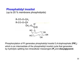 Phosphatidyl inositol (up to 20 % membrane phospholipids) Phosphorylation of PI generates phosphatidyl inositol 3,4- bis phosphate ( PIP 2 ) which is an intermediate of the phosphatidyl inositol cycle that generates by hydrolytic splitting two intracellular messengers  IP 3   and  diacylglycerol .  