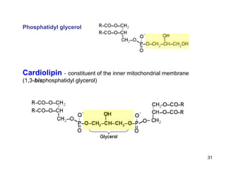 Cardiolipin   -   constituent of the inner mitochondrial membrane (1,3- bis phosphatidyl glycerol) Phosphatidyl glycerol 