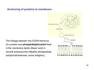 Anchoring of proteins to membrane The linkage between the COOH-terminus of a protein and  phosphatidylinositol  fixed in the membrane lipidic dilayer exist in several ectoenzymes (alkaline phosphatase, acetylcholinesterase, some antigens).  