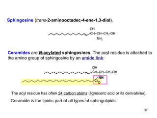 Ceramide is the lipidic part of all types of sphingolipids. Sphingosine   ( trans - 2 - aminooctadec - 4-ene-1,3-diol ).  Ceramides   are   N -acylated  sphingosines . The acyl residue is attached to the amino group of sphingosine by an  amide link : The acyl residue has often  24 carbon atoms  (lignoceric acid or its derivatives).  