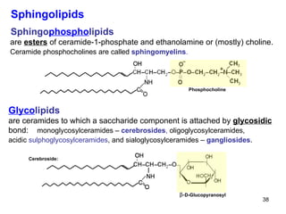 Glyco lipids are ceramides to which a saccharide component is attached by  glycosidic bond:  monoglycosylceramides –  cerebrosides ,  oligoglycosylceramides, acidic  sulphoglycosylceramides , and sialoglycosylceramides –  gangliosides .   Sphingolipids Sphingo phospho lipids are  esters  of ceramide-1-phosphate and ethanolamine or (mostly) choline. Ceramide phosphocholines are called  sphingomyelins .   Phosphocholine β- D-Glucopyranosyl Cerebroside: 