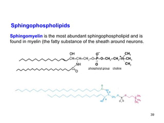 Sphingophospholipids Sphingomyelin  is the most abundant sphingophospholipid and is found in myelin (the fatty substance of the sheath around neurons. phosphoryl group   choline 