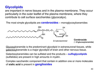 Cerebroside (1- O - glucosylceramide) Glycolipids are important in nerve tissues and in the plasma membrane. They occur particularly in the outer leaflet of the plasma membrane, where they contribute to cell surface saccharides (glycocalyx).  β- D -glucopyranosyl The most simple glycolipids are  cerebrosides   – monoglycosylceramides Glucosyl ceramide is the predominant glycolipid in extraneuronal tissues, while galactosyl ceramide is a major glycolipid of brain and other nervous tissue. Galactosylceramides can be sulfated and the products –  sulfoglycolipids (sulfatides) are present in high amounts in myelin. Complex saccharidic component that contain in addition one or more molecules of  sialic acid  is present in  gangliosides   