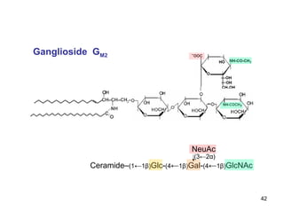 Ganglioside  G M2 Ceramide– (1 ← 1β) Glc- (4 ← 1β) Gal- (4 ← 1β) GlcNAc   (3←2α) NeuAc 