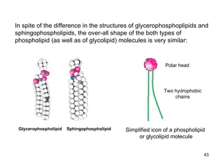 In spite of the difference in the structures of glycerophosphoplipids and  sphingophospholipids, the over-all shape of the both types of phospholipid (as well as of glycolipid) molecules is very similar:  Glycerophospholipid  Sphingophospholipid Simplified icon of a phospholipid or glycolipid molecule Polar head Two hydrophobic chains 
