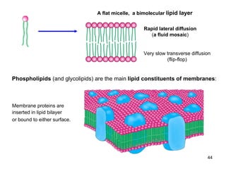 A flat micelle,  a bimolecular  lipid layer Rapid lateral diffusion ( a fluid mosaic ) Very slow transverse diffusion (flip-flop) Membrane proteins are inserted in lipid  b ilayer or bound to either surface.   Phospholipids  (and glycolipids) are the main  lipid constituents of  membranes : 