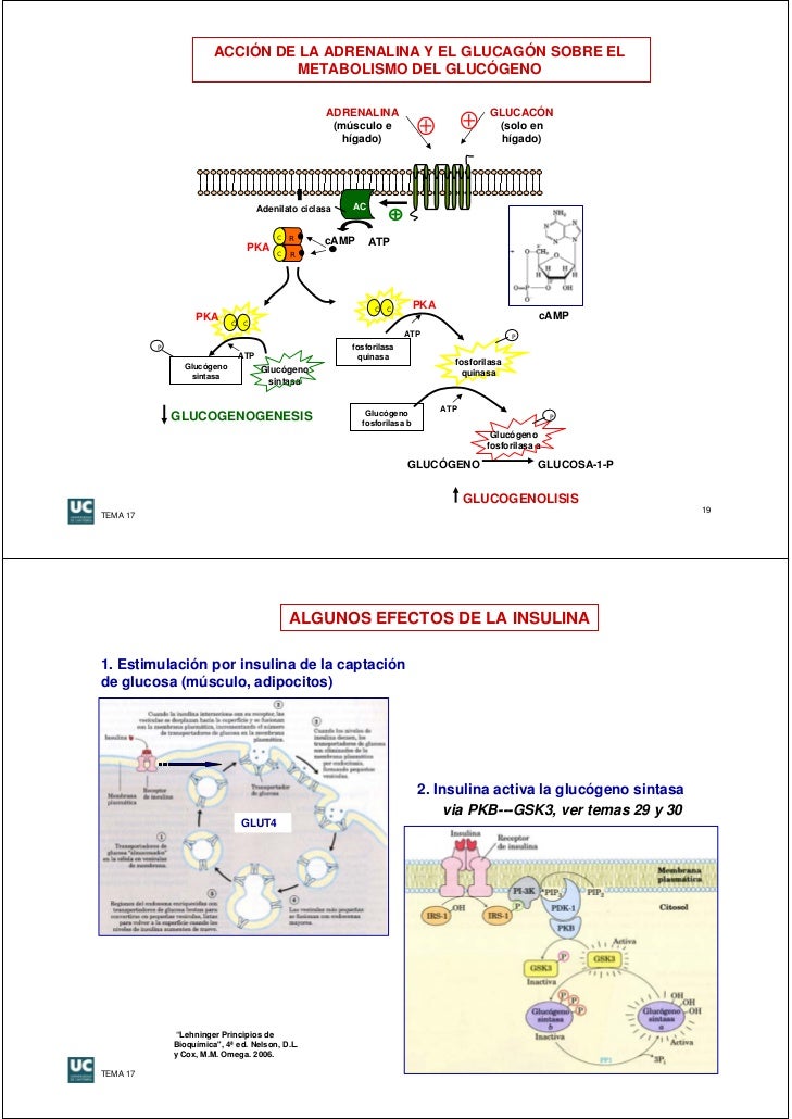 Reasearch en metabolismo cerebral