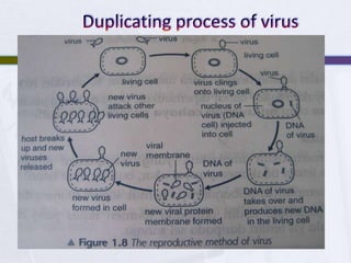Duplicating process of virus