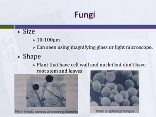 FungiSize10-100μmCan seen using magnifying glass or light microscope. ShapePlant that have cell wall and nuclei but don’t have root stem and leaves