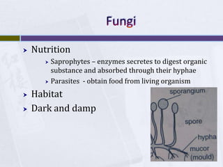 FungiNutritionSaprophytes – enzymes secretes to digest organic substance and absorbed through their hyphaeParasites  - obtain food from living organismHabitatDark and damp