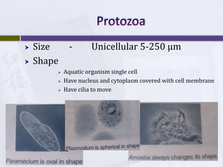 ProtozoaSize	- 	Unicellular 5-250 μmShapeAquatic organism single cellHave nucleus and cytoplasm covered with cell membraneHave cilia to move