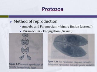 ProtozoaMethod of reproductionAmoeba and Paramecium – binary fission (asexual) Paramecium – Conjugation ( Sexual)