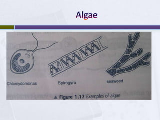 Algae 