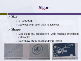AlgaeSize1- 10000μmSeaweeds can seen with naked eyesShapeLike plant cell, cellulose cell wall, nucleus, cytoplasm, chloroplastDon’t have stem, roots and true leaves