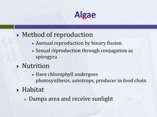 AlgaeMethod of reproductionAsexual reproduction by binary fissionSexual reproduction through conjugation as spirogyraNutritionHave chlorophyll undergoes photosynthesis, autotrops, producer in food chainHabitatDamps area and receive sunlight 