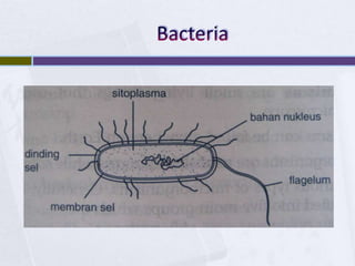 Bacteria