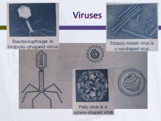 Viruses