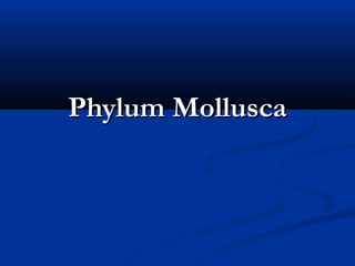 Phylum MolluscaPhylum Mollusca
 