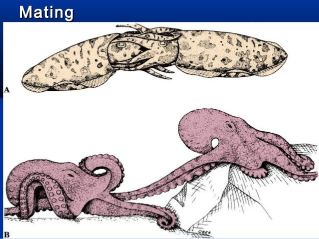 Phylum mollusca