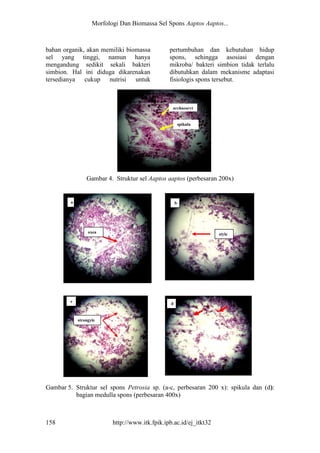 Morfologi Dan Biomassa Sel Spons Aaptos Aaptos... 
158 http://www.itk.fpik.ipb.ac.id/ej_itkt32 
bahan organik, akan memiliki biomassa sel yang tinggi, namun hanya mengandung sedikit sekali bakteri simbion. Hal ini diduga dikarenakan tersedianya cukup nutrisi untuk pertumbuhan dan kebutuhan hidup spons, sehingga asosiasi dengan mikroba/ bakteri simbion tidak terlalu dibutuhkan dalam mekanisme adaptasi fisiologis spons tersebut. 
Gambar 4. Struktur sel Aaptos aaptos (perbesaran 200x) 
Gambar 5. Struktur sel spons Petrosia sp. (a-c, perbesaran 200 x): spikula dan (d): bagian medulla spons (perbesaran 400x) 
spikula 
archaeocyt 
strongyle 
c 
d 
a 
oxea 
style 
b  
