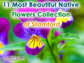 11 most beautiful native flowers collection of stamford