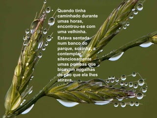 Quando tinha caminhado durante umas horas, encontrou-se com uma velhinha.  Estava sentada num banco do parque, sozinha, a contemplar silenciosamente umas pombas que bicavam migalhas de pão que ela lhes atirava. 