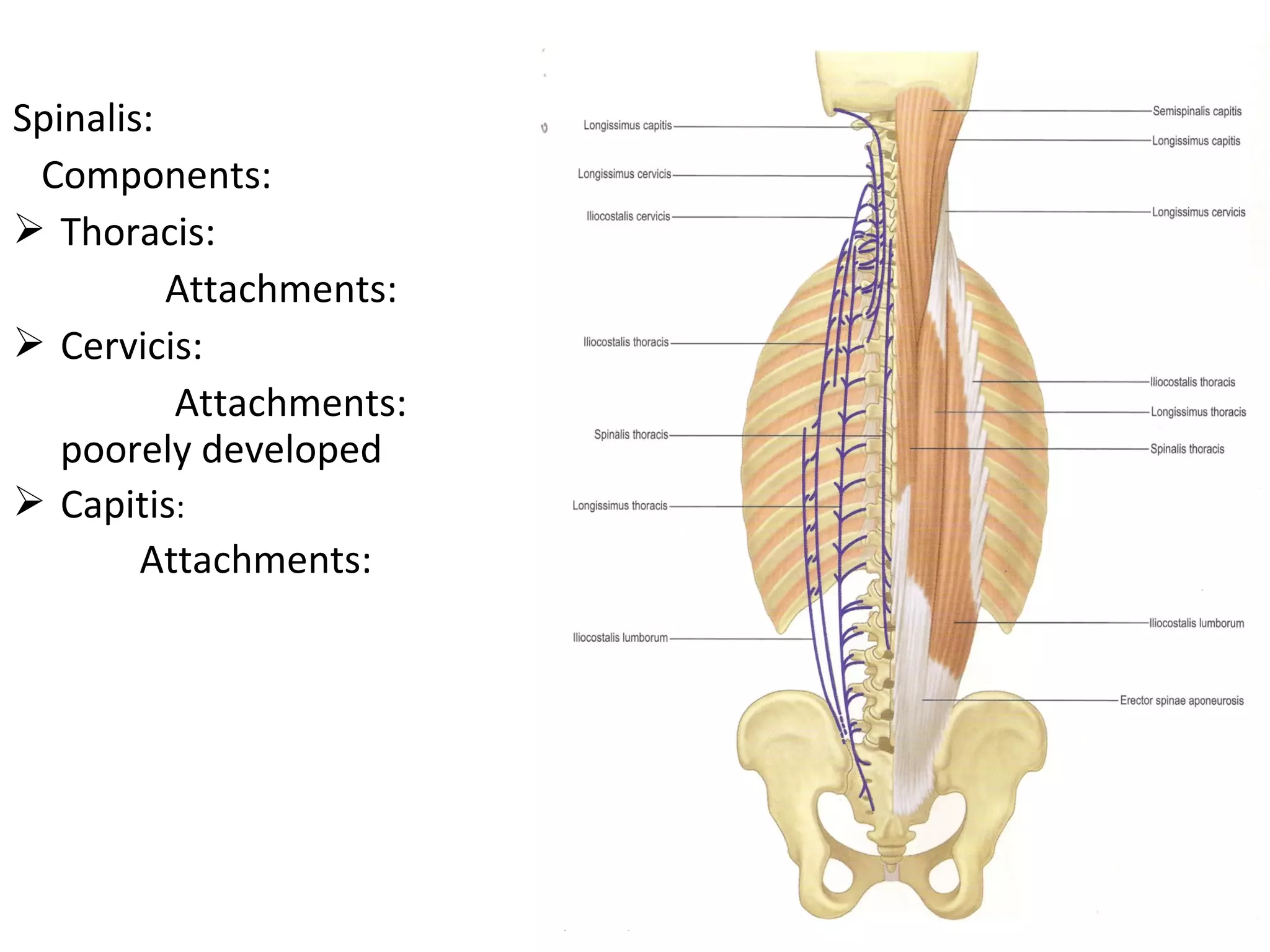 11 muscles of back dr swati | PPT, image size:2048x1536
